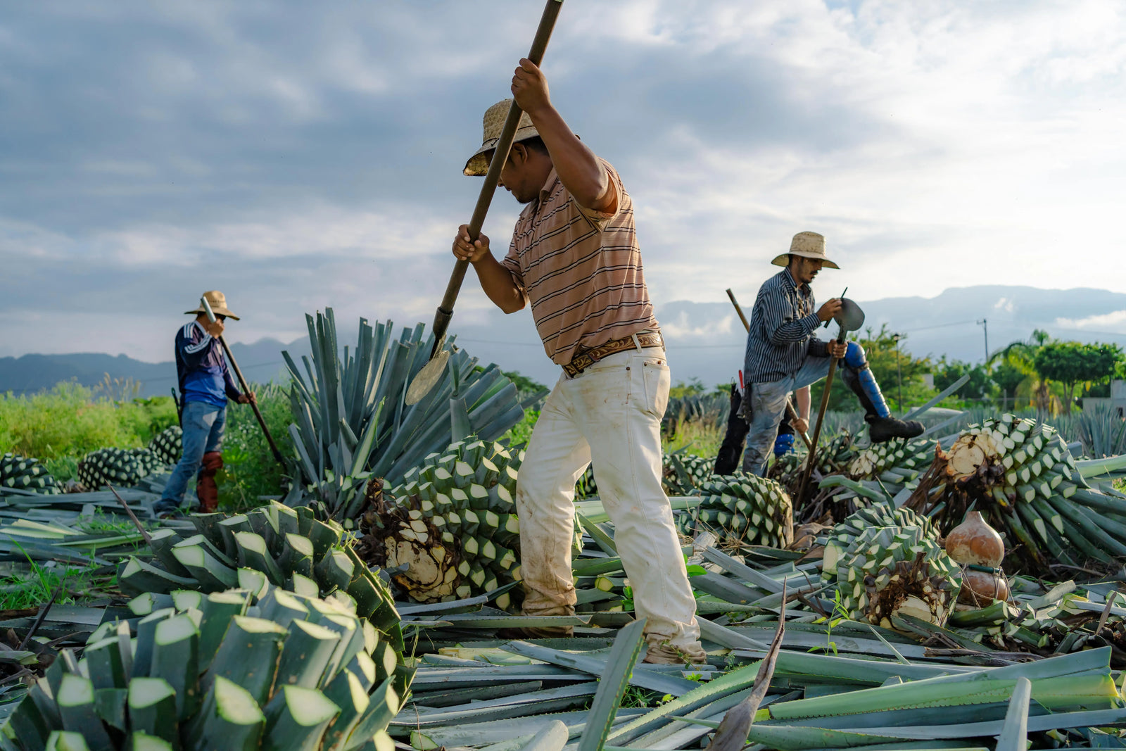 Tequila 101: How Is It Made? Discover the Craft Behind the Spirit