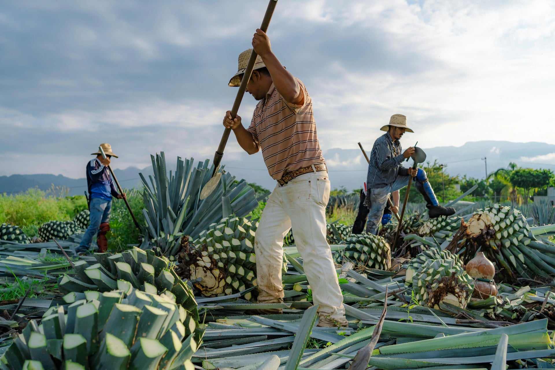 Tequila 101: How Is It Made? Discover the Craft Behind the Spirit  The  Liquor Barn